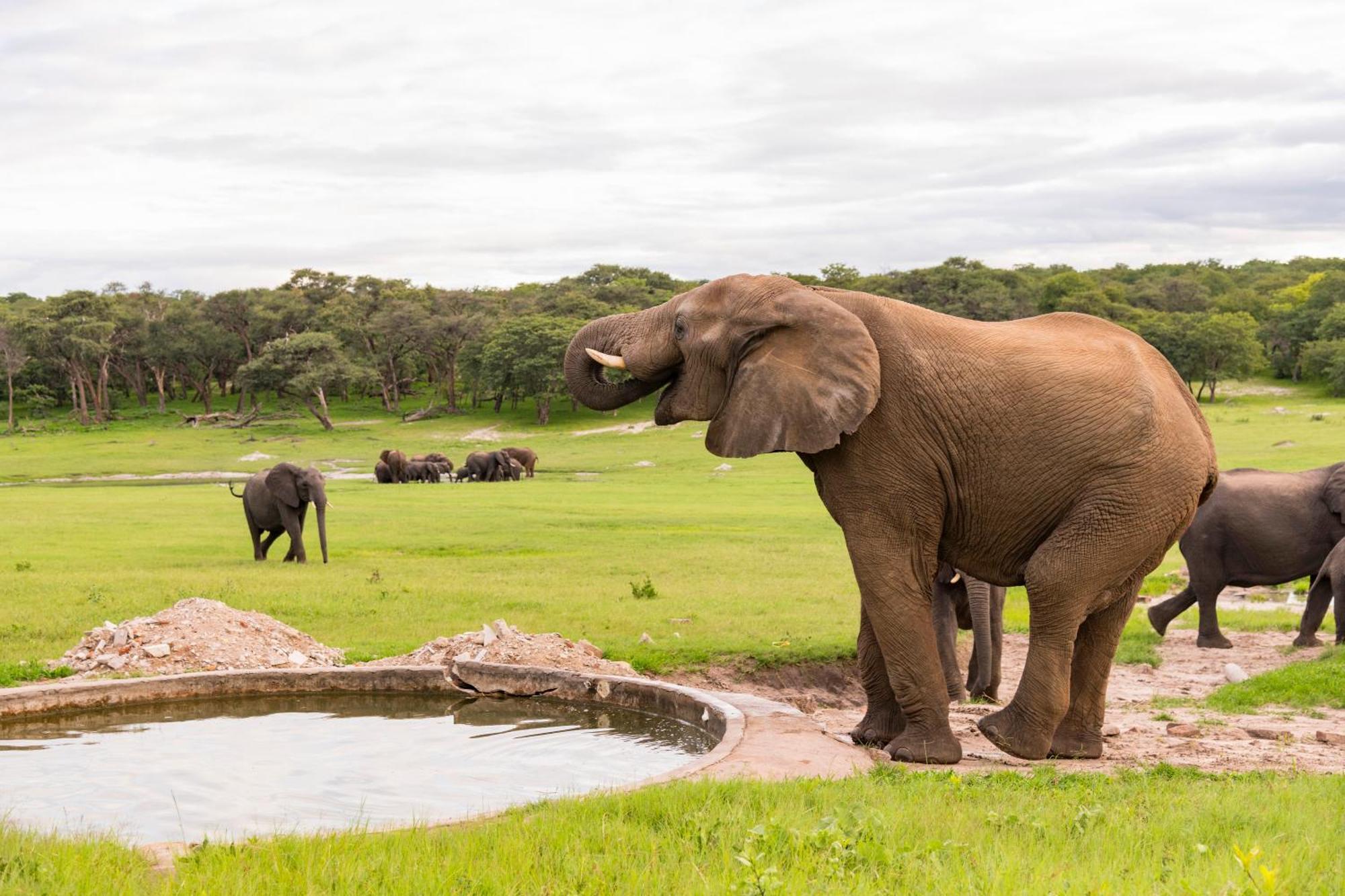 Hwange Safari Lodge Dete Екстер'єр фото